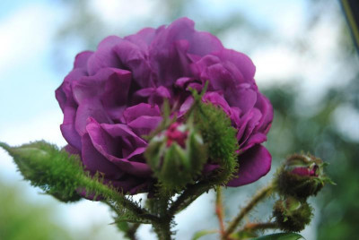 rosen 1. juni 038.jpg