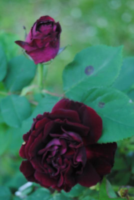 rosen 064.jpg