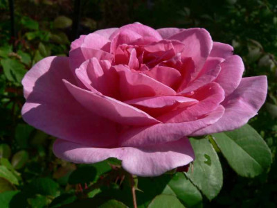 RoseGJ_Bluete.jpg