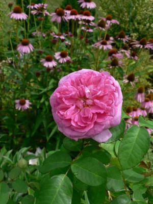 RoseGJ_Bluete2.jpg