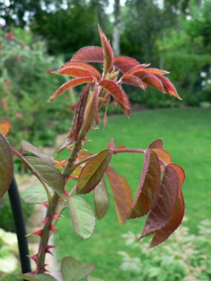 RoseGJ_Neutrieb.jpg