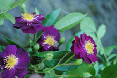 rosen 1. juni 179.jpg