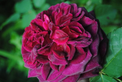 rosen 1. juni 066.jpg