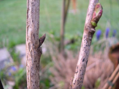 garten19-210404-0022k.jpg