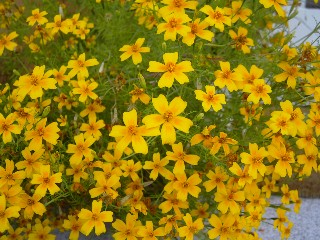 Web_Tagetes1.jpg