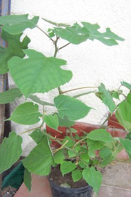 Broussonetia_papyrifera.jpg