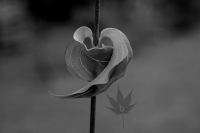 Cornus_art_1_a.jpg