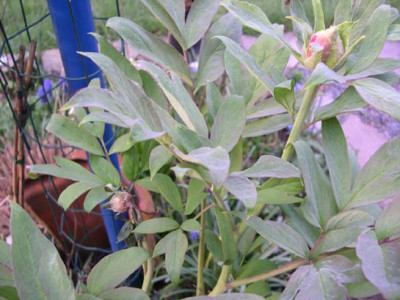 garten19-210404k-0023.jpg