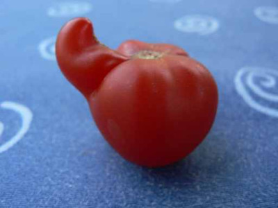 Tomate2.jpg