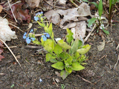 2015-05-05 Brunnera 'Diane's Gold'.jpg
