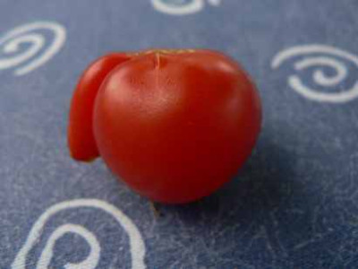 Tomate3.jpg