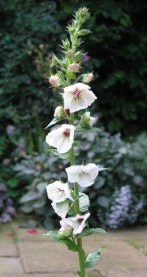 Verbascum_blattaria_einjaehrig.jpg