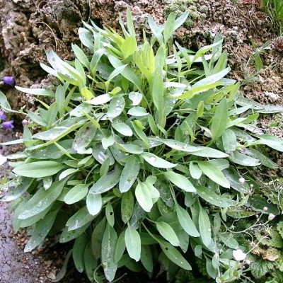 08250002_eOmphalodes_luciliae.JPG