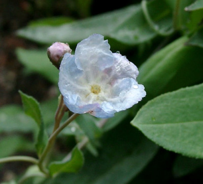 08250004_eOmphalodes_luciliae.JPG