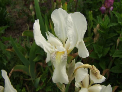 2015_0606IrisIris0063_Bildgröße ändern.jpg