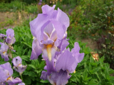 2015_0606IrisIris0060_Bildgröße ändern.jpg