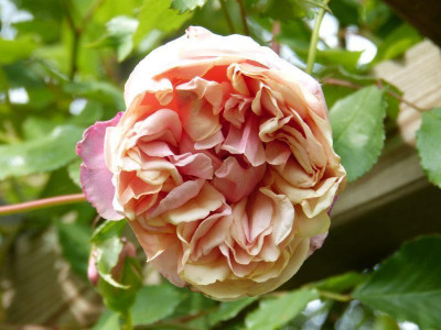 2015-06-06 Rose 'Elie Beauvillain'.jpg