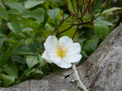 2015-06-06 Rosen 'Darlows Enigma'.jpg