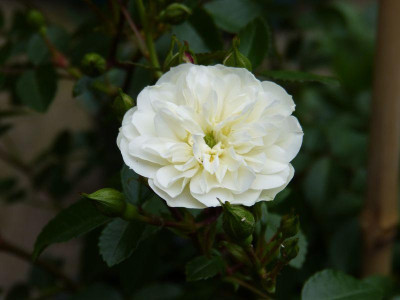 2015-06-06 Rosen 'Green Diamond'.jpg