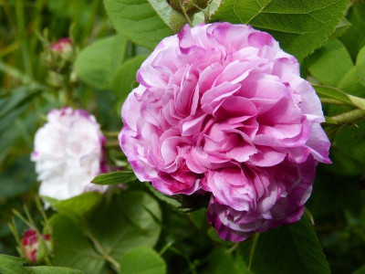 2015-06-06 Rosen 'Leda' 1.jpg