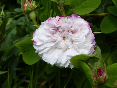 2015-06-06 Rosen 'Leda' 2.jpg