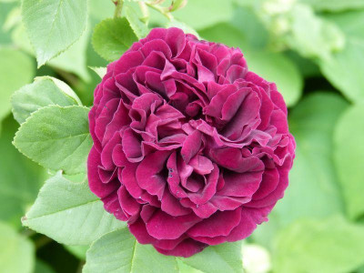 2015-06-06 Rosen 'Souvenir du Dr. Jamain'.jpg