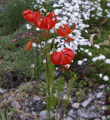 Lilium pumilum 03.06.15.jpg