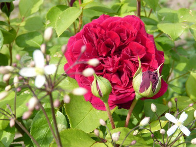 2015-06-06 Rosen 'Tess of the d'Urbervilles'.jpg