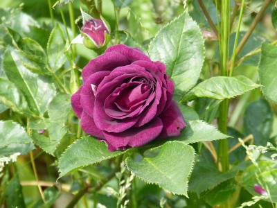 2015-06-06 Rosen 'Ebb Tide'.jpg