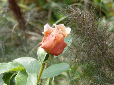 2015-06-06 Rosen 'Julias Rose'.jpg
