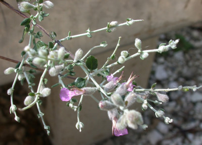 Gamander_subspinosum_Blech_RH_8627_92.jpg