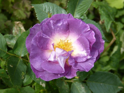 2015-06-06 Rosen 'Blue for You' 2.jpg