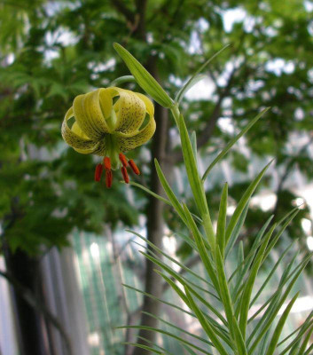 Lilium carniolicum ssp. jankae 01.06.15.jpg