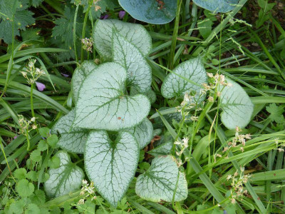 2015-06-06 Brunnera 'Looking Glass'.jpg