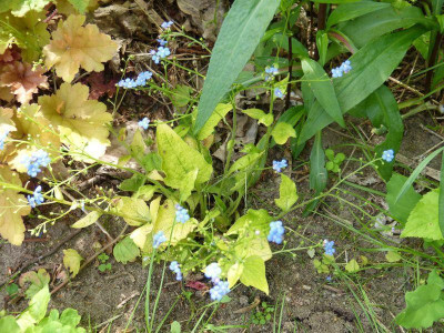 2015-06-06 Brunnera 'Dianes Gold'.jpg