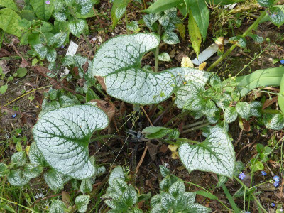 2015-06-06 Brunnera 'Sea Heart'.jpg