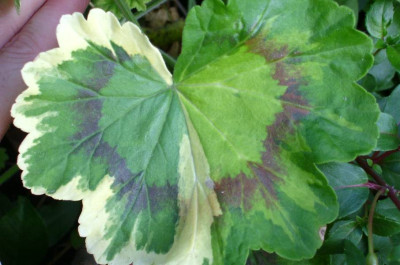 Garten_16.jpg