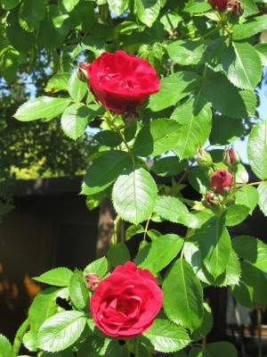 IMG_7990.jpg