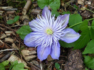 2015-06-06 Clematis 'Crystal Fountain'.jpg