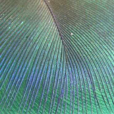 Pfau-Sep-1.jpg