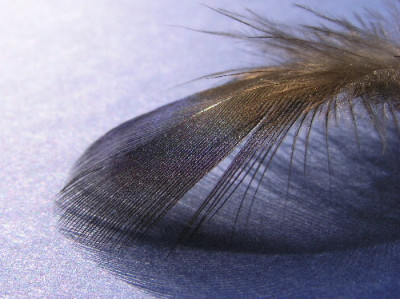 Pfau-Sep-2.jpg