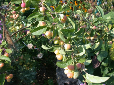 Zierapfel_Red_Sentinel_R_8266_80.jpg