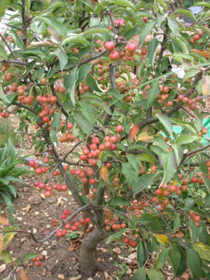 Zierapfel_Pom_Zai_N_8662_78.jpg