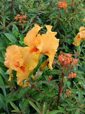 Euphorbia_griffithii_Iris.jpg