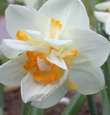 Narzisse_Orangery_S3_8953_94.jpg