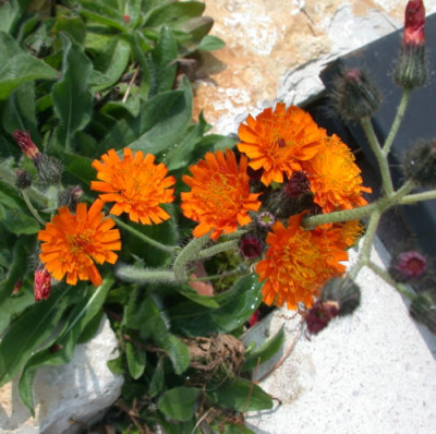 Orangerotes_Habichtskraut_T_8339_83.jpg
