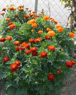 Studentenblume_Scarlet_Sophie_S1_8261_72.jpg
