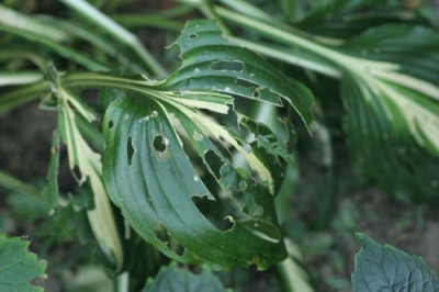 hosta_kartoffelkaefer_2504.jpg