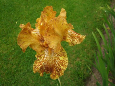 Tiger Honey.jpg