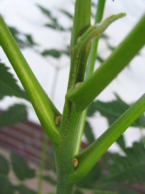 Unbekannte_Knospen.jpg